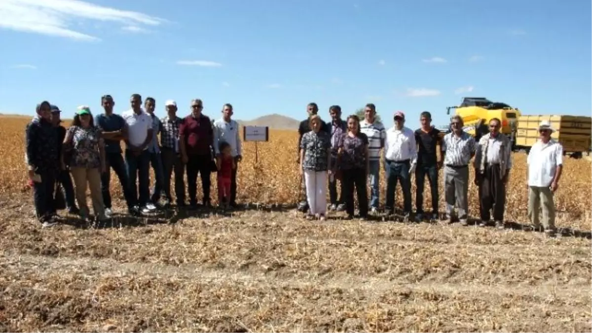 Elazığ\'da Aspir Demonstrasyonunun Hasadı Yapıldı