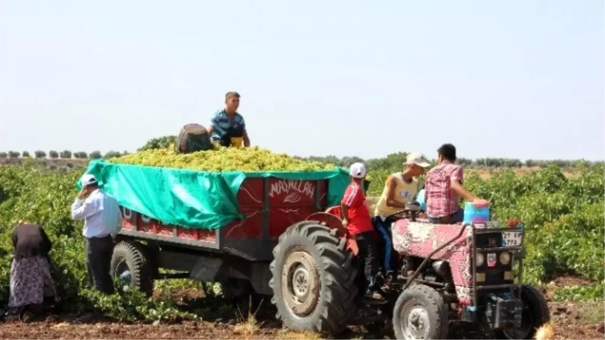 Kilis\'te Üzüm Hasadı Başladı