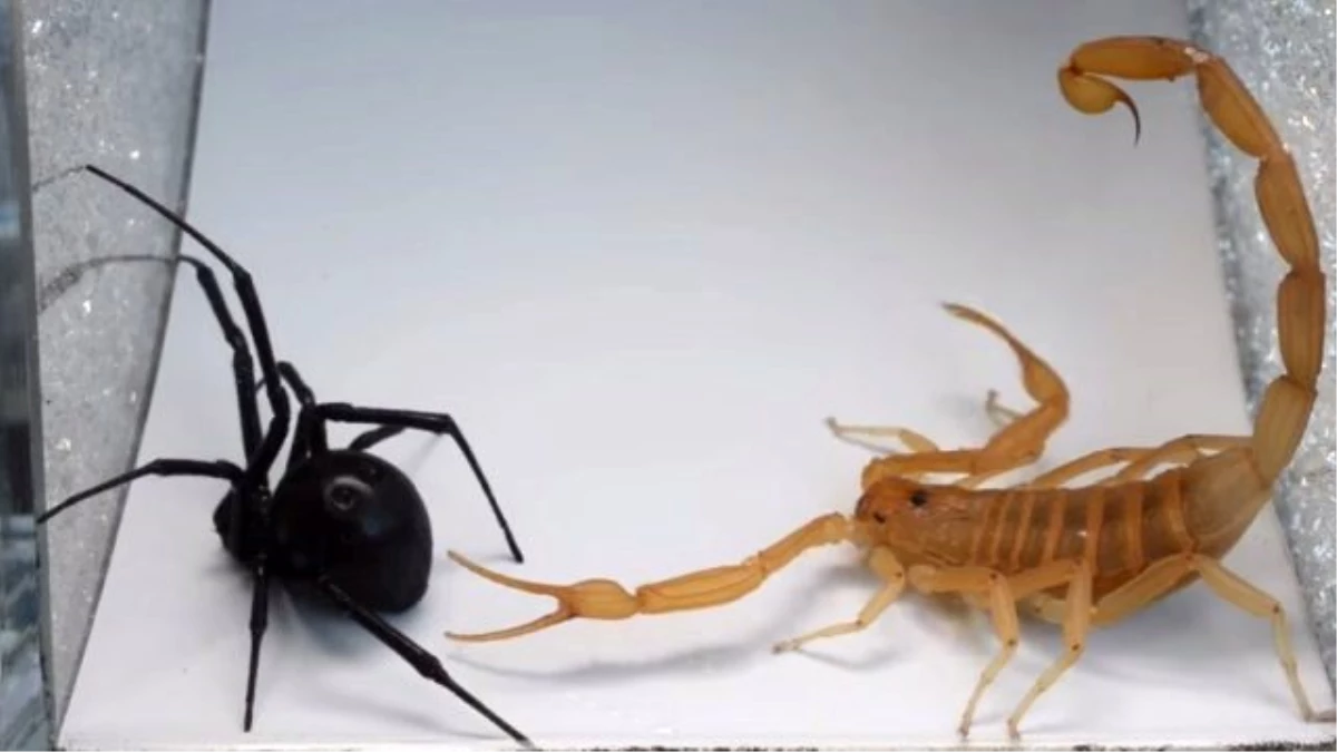İki Böceğin Kavgası İnternette Tık Rekoru Kırıyor