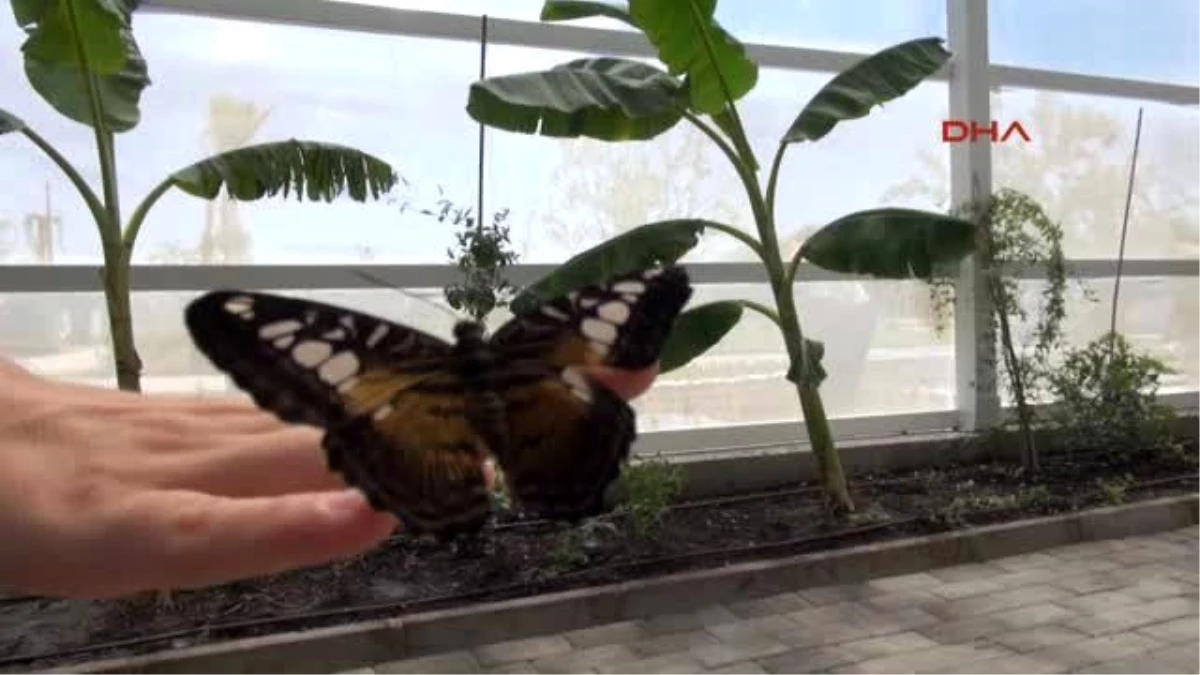 Butterfly Park? Opens Doors To Visitors İn Antalya