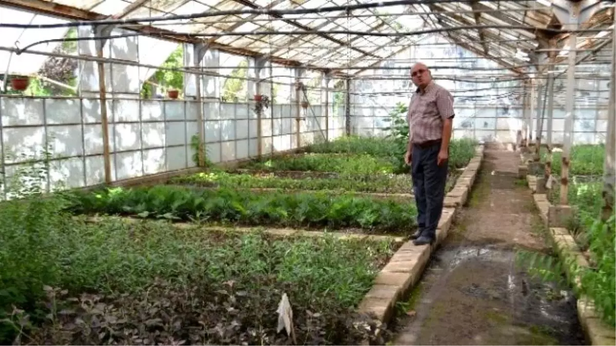 Hatay\'da 12 Milyon Fidan Üretilip 8 Kente Dağıtılıyor