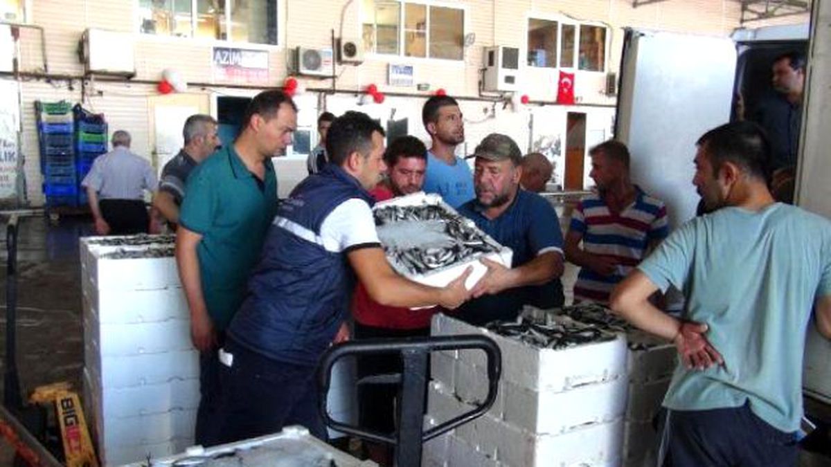 Sezonun İlk Gününde Hamsi Bereketi (2)
