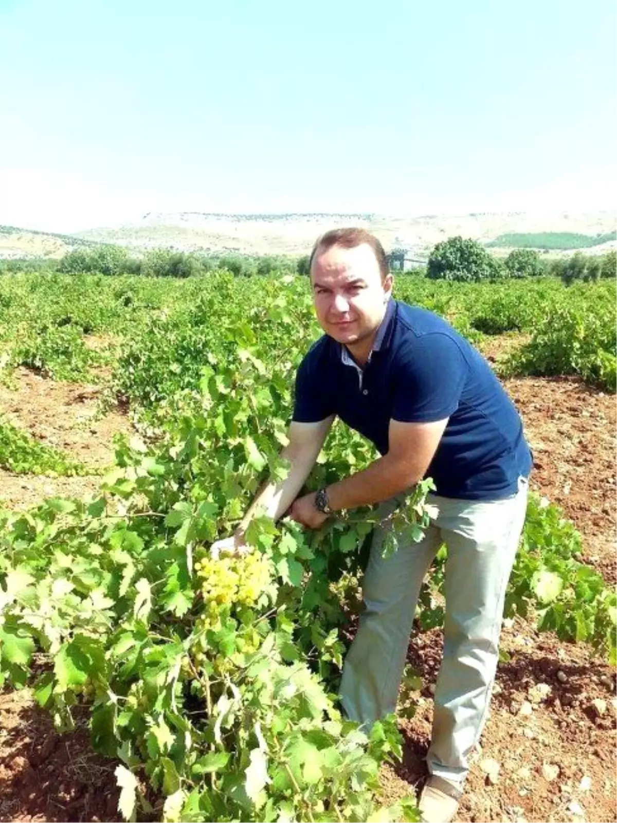 Üzüm Rekoltesi Düşük