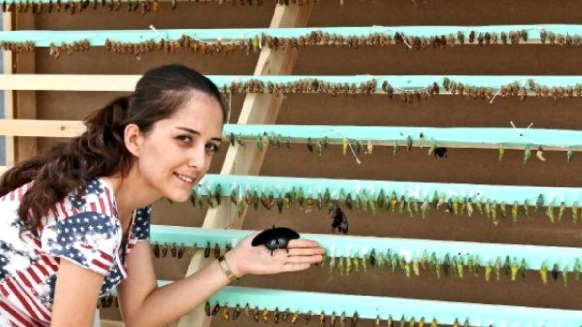 Video) "Butterfly Park" Opens Doors To Visitors İn Antalya