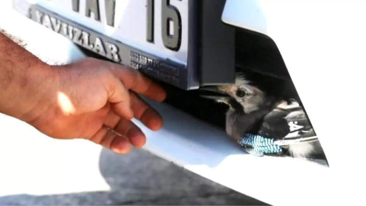 Alakargayı Yunuslar Kurtardı