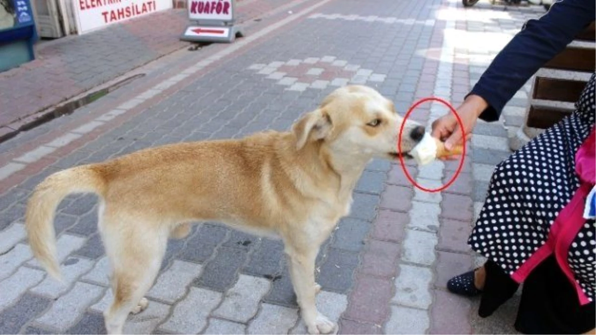 Biri Dondurmayla Diğeri de Havuzda Serinliyor