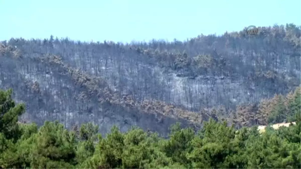 Bursa Siyahı" ve "Gemlik Zeytini" Ağaçlarına Yangın Darbesi