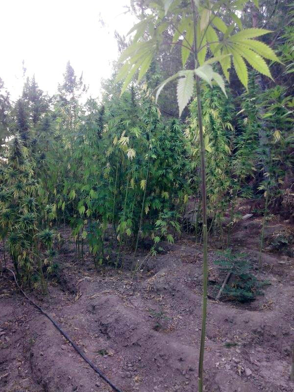 Hintkenevirini Sulamak İçin 1 Kilometrelik Hortum Döşemişler