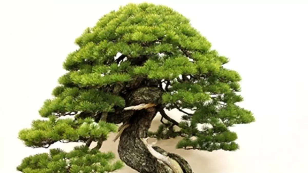 Japonlar İç Mekânda Bonsai Bahçesi Kuracak