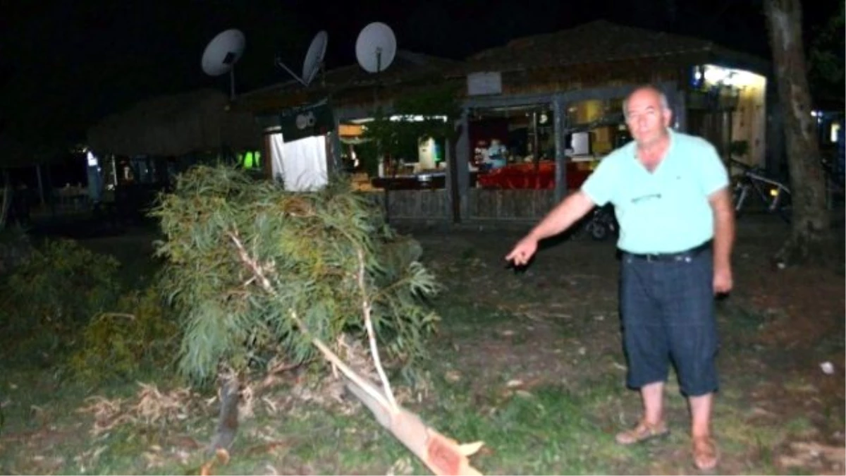 Köyceğiz\'de Yaşlı Çınar Ağaçları Tehlike Saçıyor
