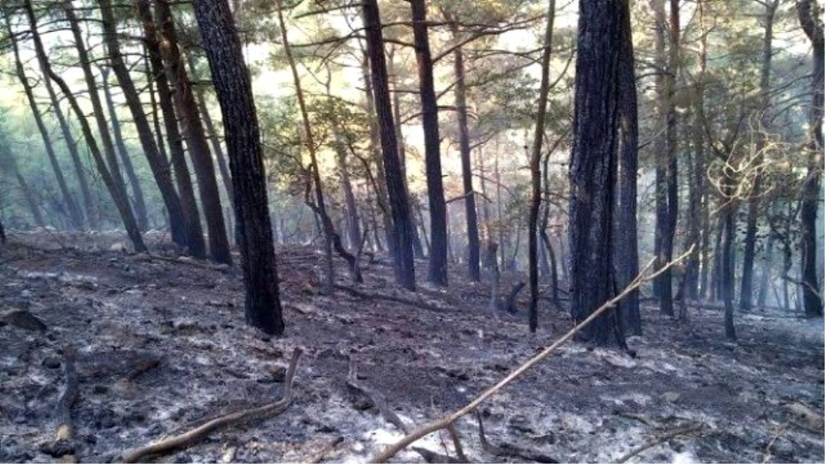 Kozan\'daki Orman Yangını Kontrol Altına Alındı