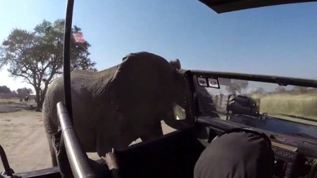 Safari Aracına Saldıran Fil Anbean Kamerada