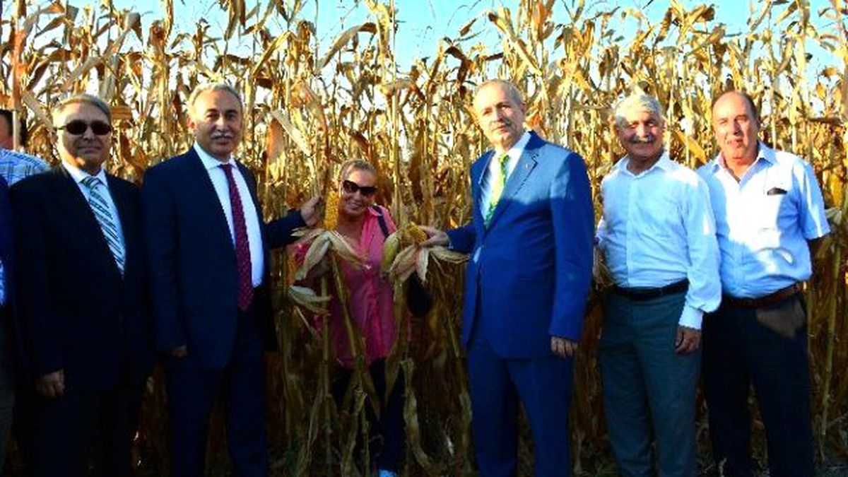 Sarı Altın"A Hasat Şenliği