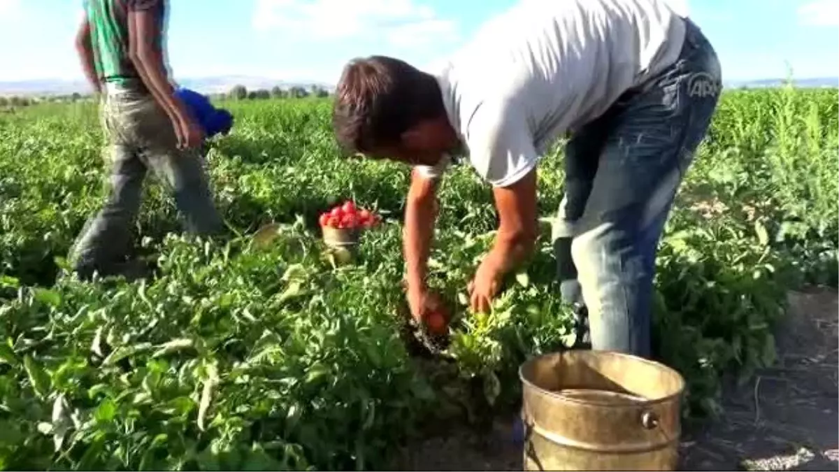 Yaşıtları Tatilde Onlar Tarlada