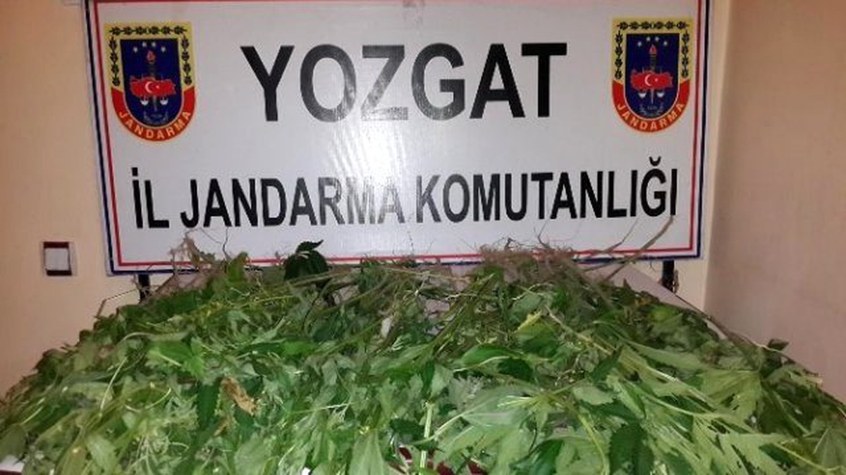 Yozgat İl Jandarma Komutanlığı 292 Kök Kenevir Ele Geçirdi