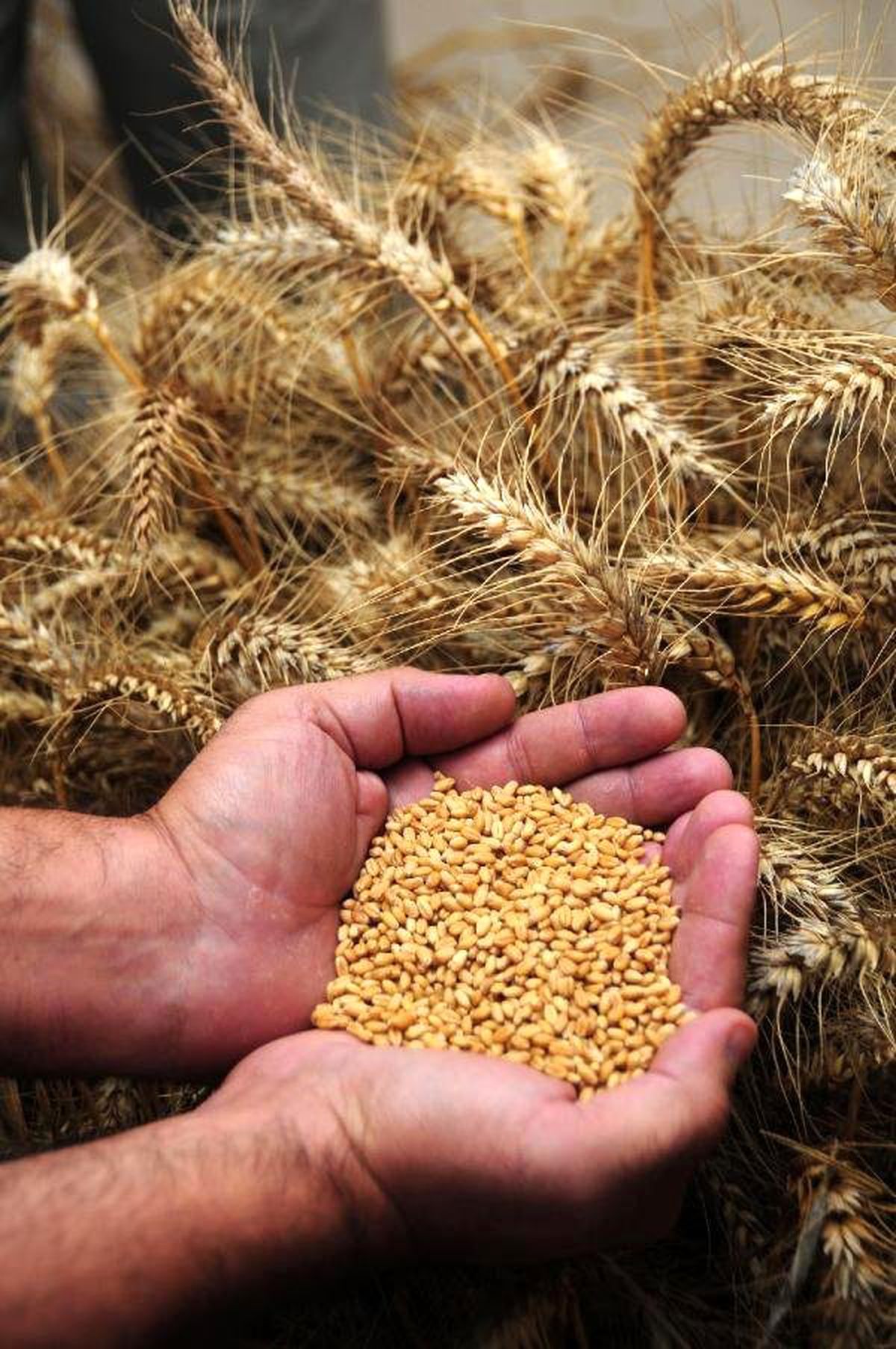Adana Ticaret Borsası: Tarımda \'Havza Modeli\' Üretimi Artırabilir