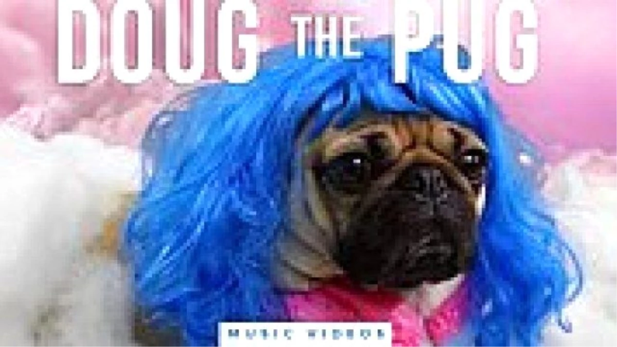 Doug The Pug ile Bütün Video Klipler Artık Daha Güzel