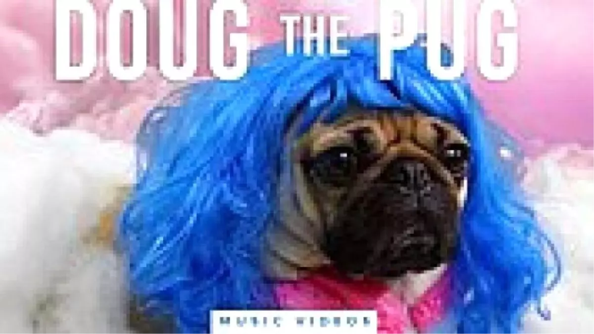 Doug The Pug ile Bütün Video Klipler Artık Daha Güzel