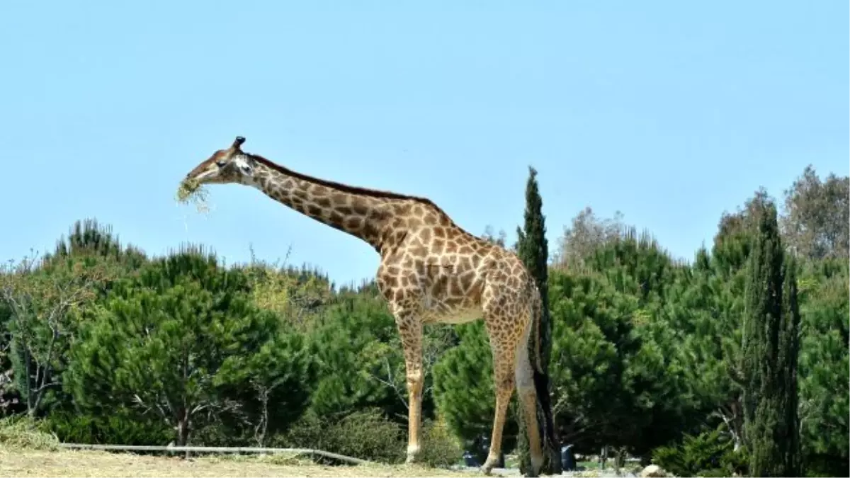 İzmir Doğal Yaşam Parkı\'na Yeni Görev