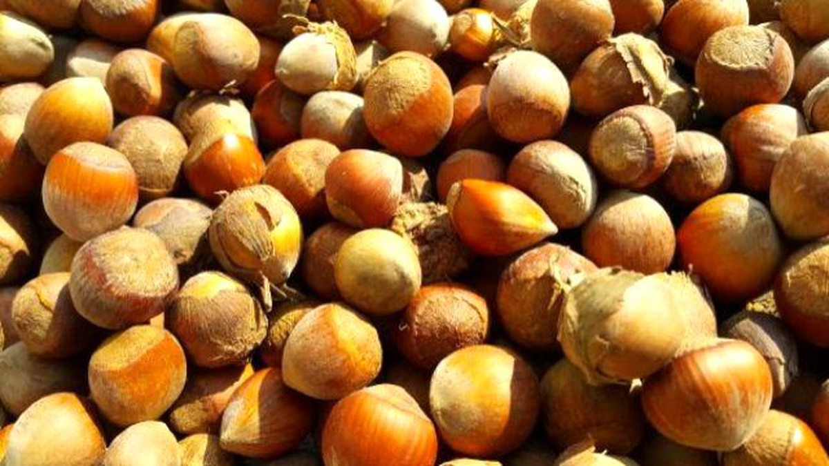 Orduspor\'dan \'1 Sepet Fındık\' Kampanyası