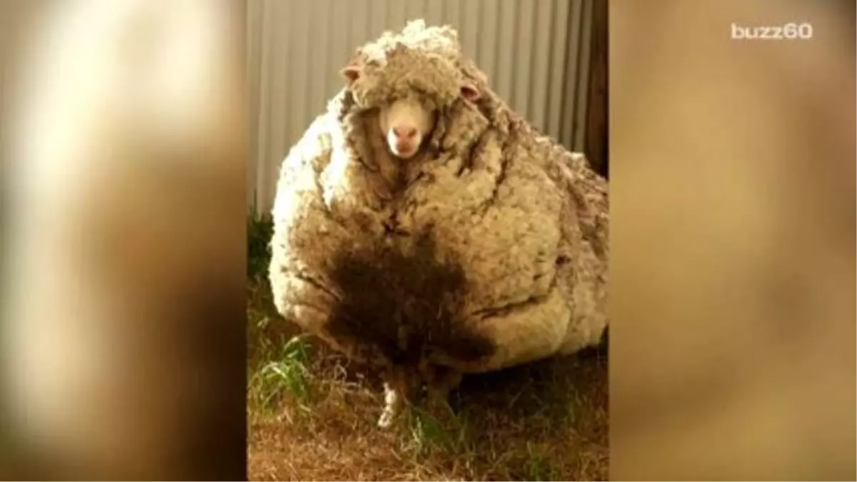 5-year-old Sheep Loses Half İts Body Weight When İts Shorn For The First Time