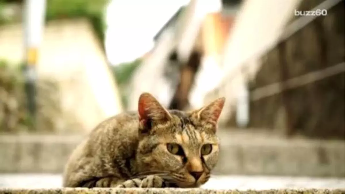 Japan Creates First-ever \'Cat Street View\'