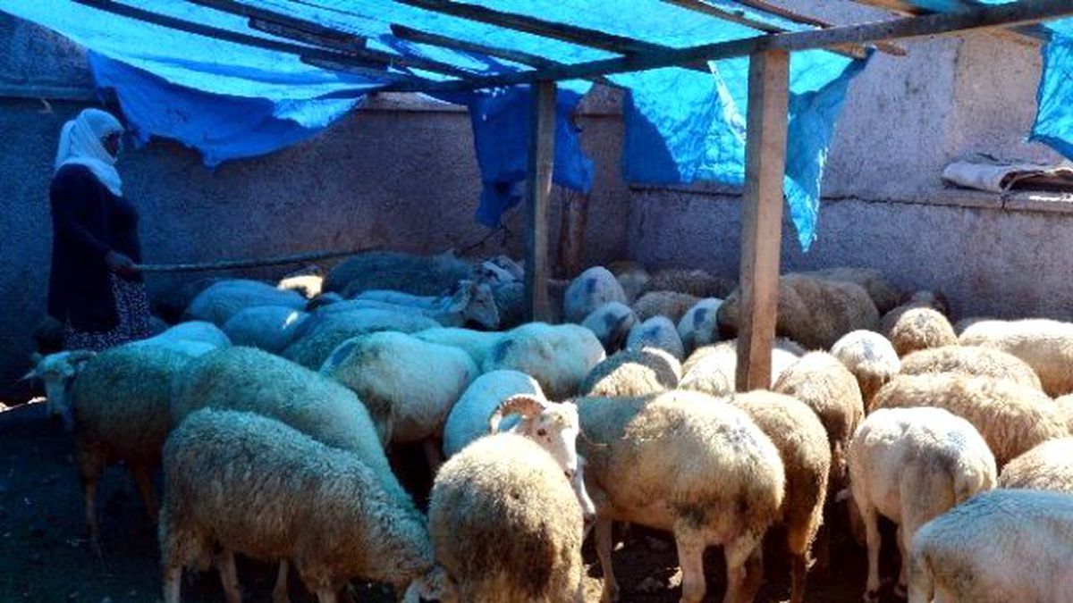 Küçükbaş Hayvan Büyükbaşa Göre Daha Uygun