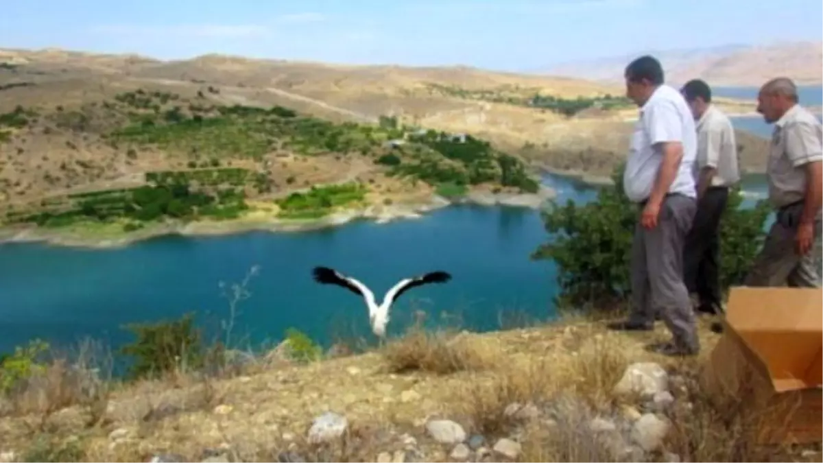 Tedavi Edilen Leylekler Doğaya Bırakıldı