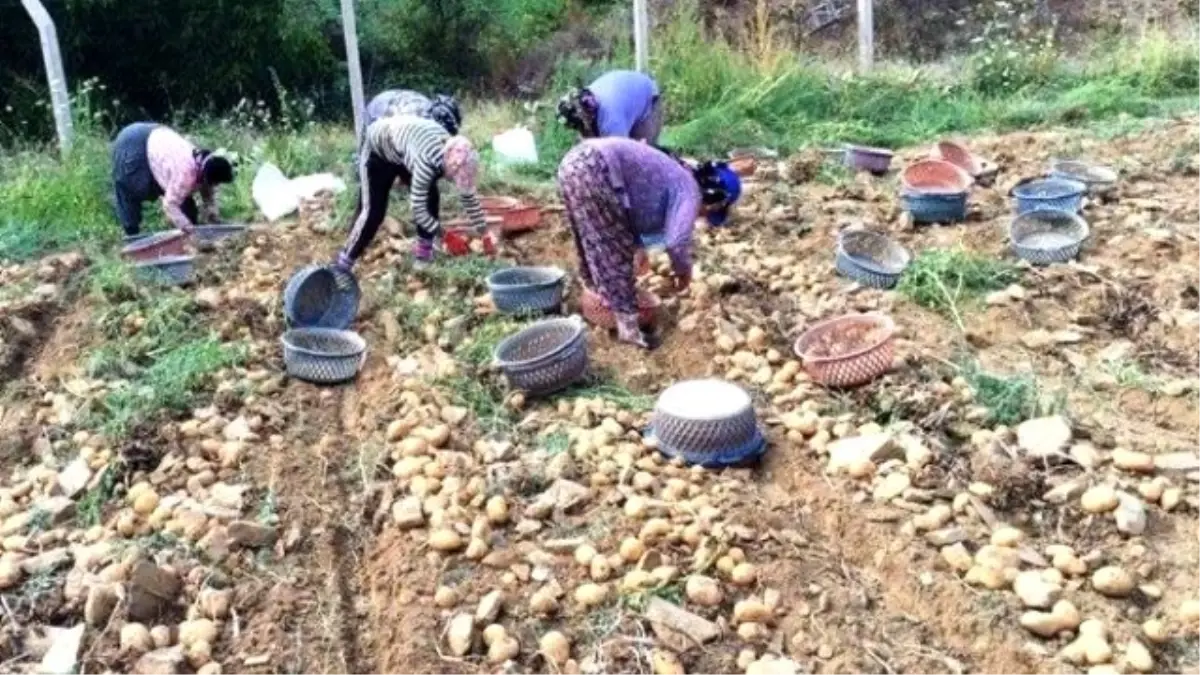 Yaylada Patates Hasadı Başladı