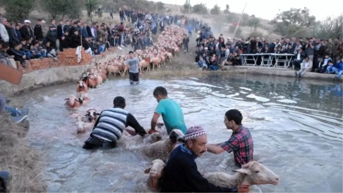 Çobanların Sürüleri Üzerindeki Hakimiyeti Yarışması