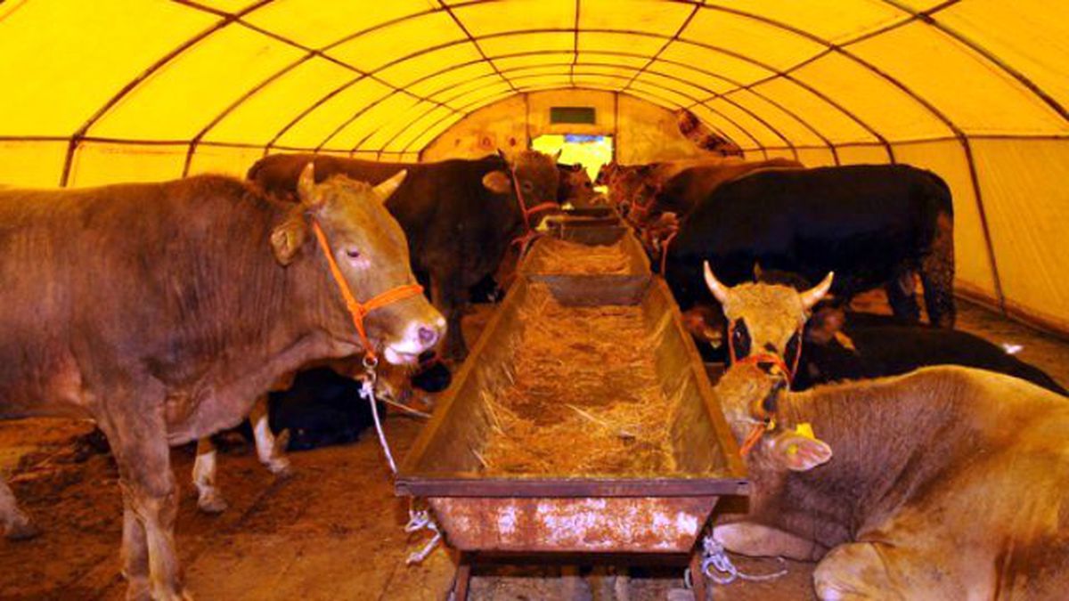 Fiyatlar Patladı! Pazarda Kurbanlık Çok, Alıcı Yok