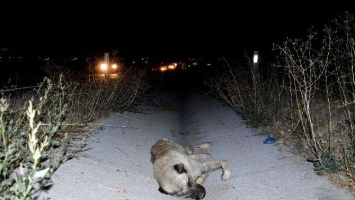Kayseri\'de Köpeğe Çarpan Kamyonet Takla Attı: 2 Ölü, 3 Yaralı