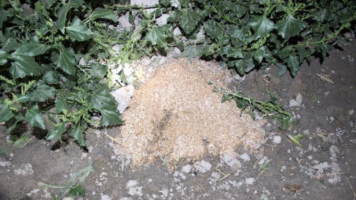 Konya\'da 300 Koyunu Zehırleyip Telef Ettiler