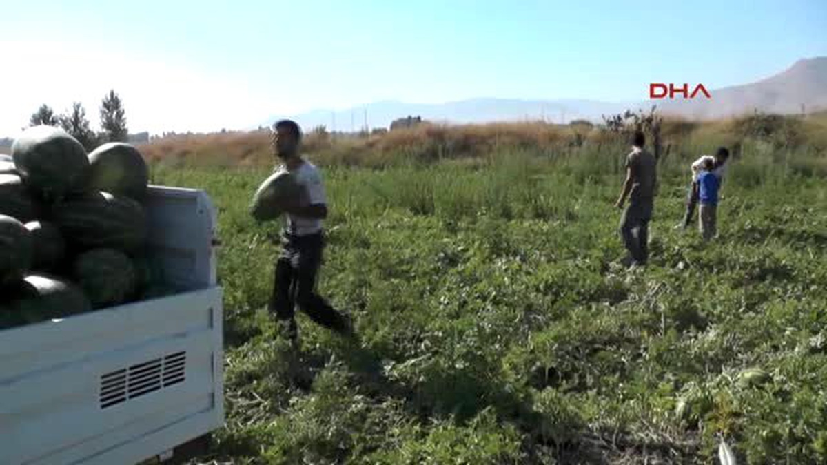 Muşlu Karpuz Üreticisinin Yüzü Güldü