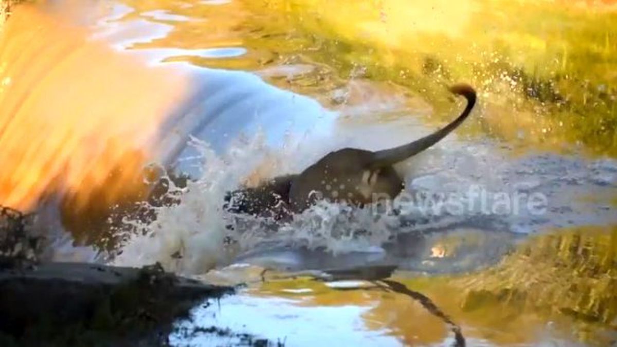 Ayağı Kayan Aslan Şelaleye Düşüp Akıntıya Kapıldı