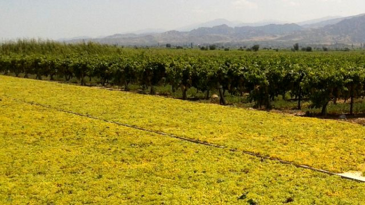 Çekirdeksi Kuru Üzüm İhracatında Son 6 Sezonun Rekoru Kırıldı