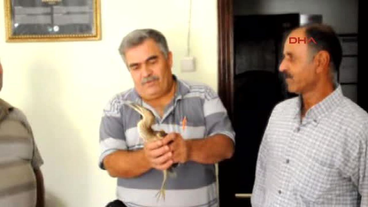 Gaziantep Parkta Bulunan Yaralı Balıkçıl Tedaviye Alındı