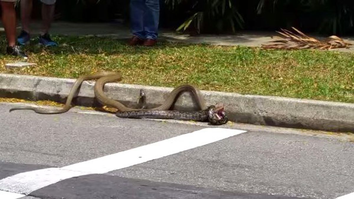İki Dev Yılanın Boğuşma Anı Çevredekileri Korkuttu