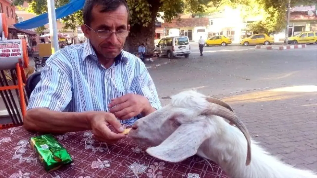 Köpek Gibi Eğitilen Keçi, Sahibinin Yanından Hiç Ayrılmıyor