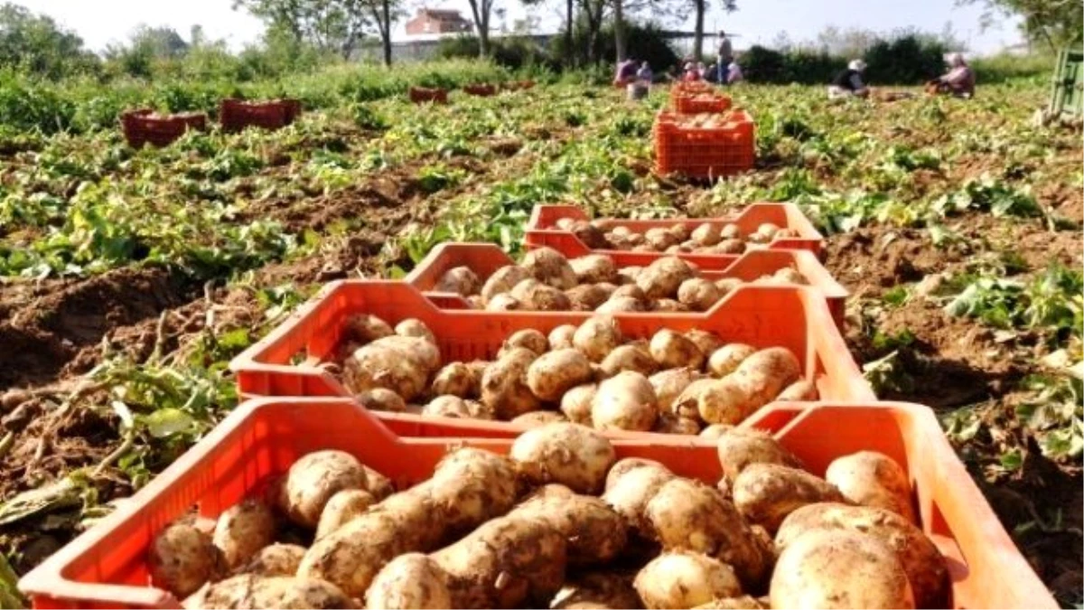 Patateste Mildiyö İddiası, Ödemişli Üreticileri Ayağa Kaldırdı