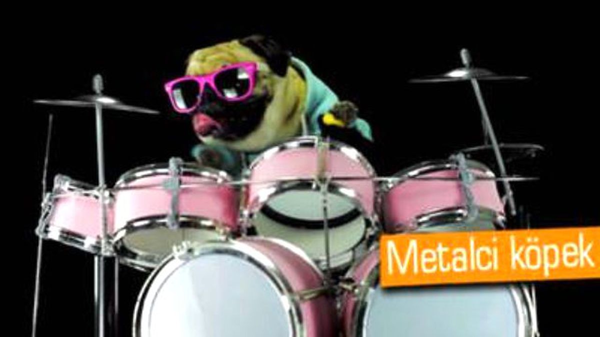 Sevimli Köpek, Davulla Metallica Şarkısı Çalıyor