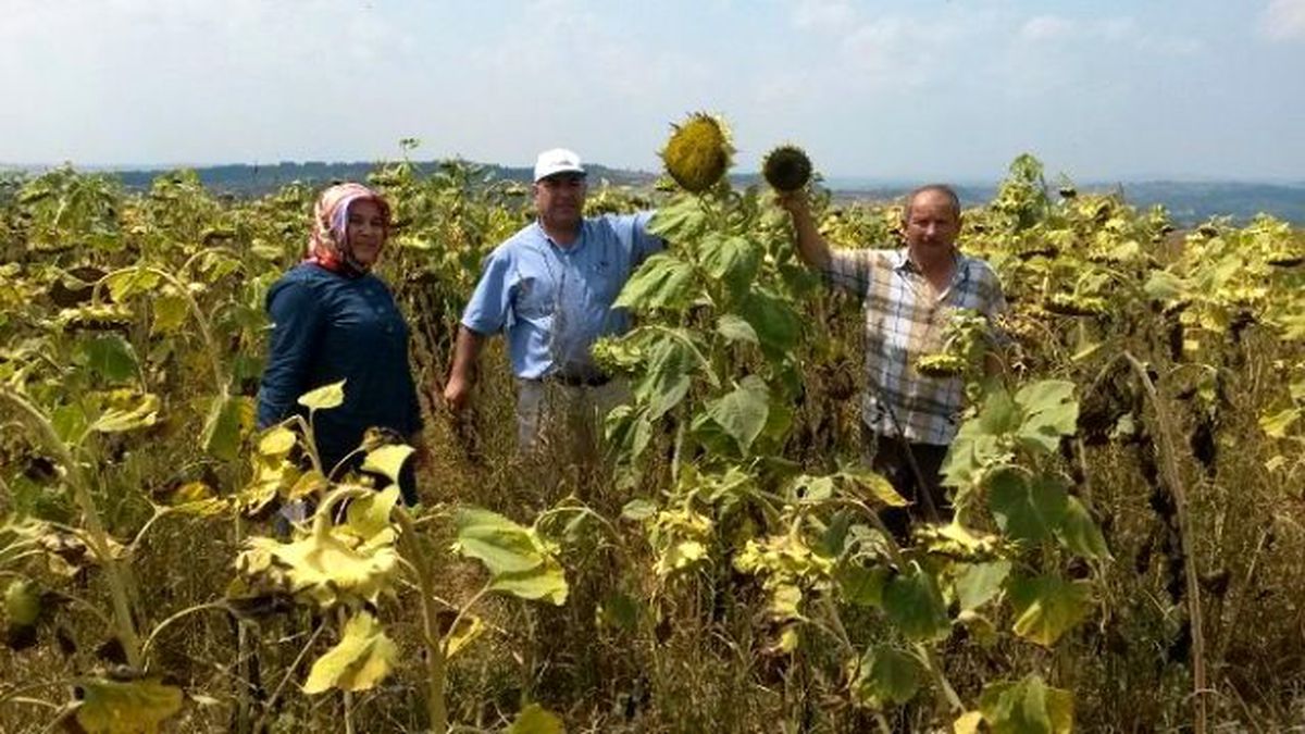 Yüzde 50 Hibeli Yem Bitkileri Çiftçileri Memnun Etti