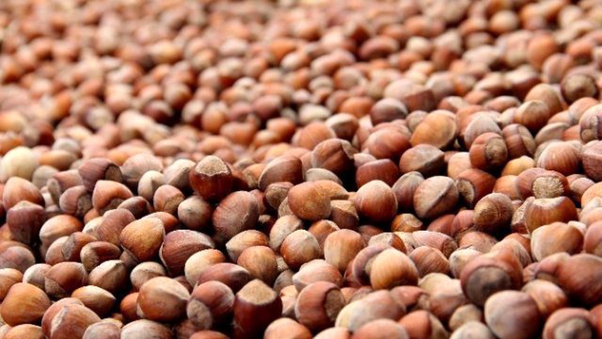 20 Sezonda 25.6 Milyar Dolarlık Fındık İhraç Edildi