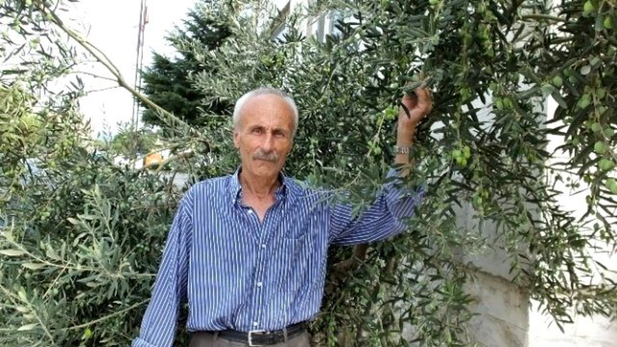 Burhaniye\'de Zeytin Altın Gibi