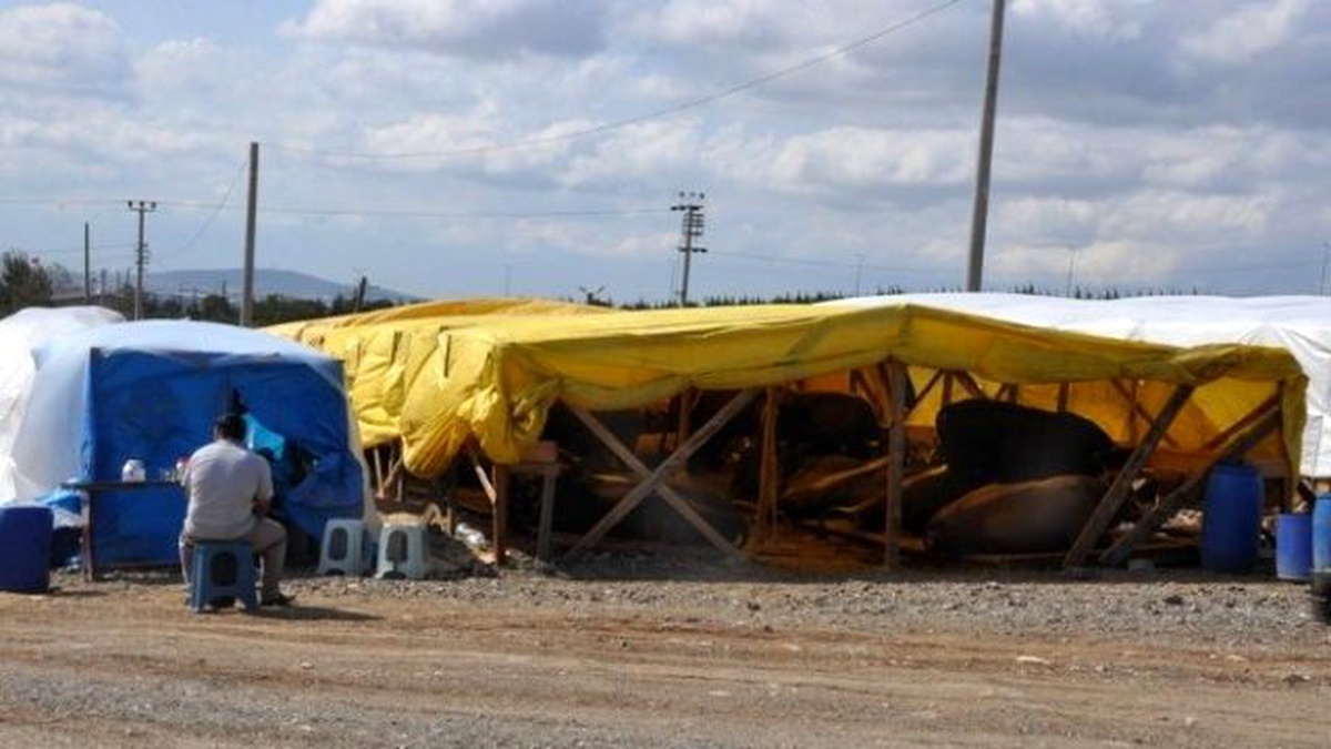 Dilovası Hayvan Pazarı Bayrama Hazır