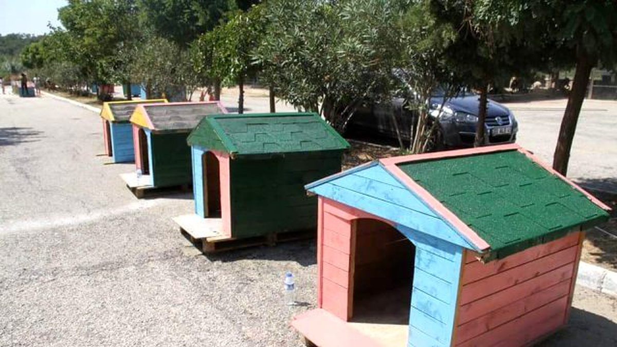 Hayvanseverler Barınakları Rengarenk Boyadı