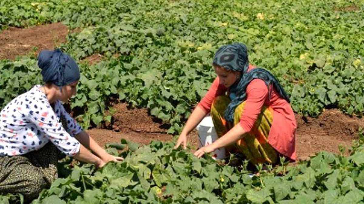 Kent Bostanı Ürün Vermeye Başladı
