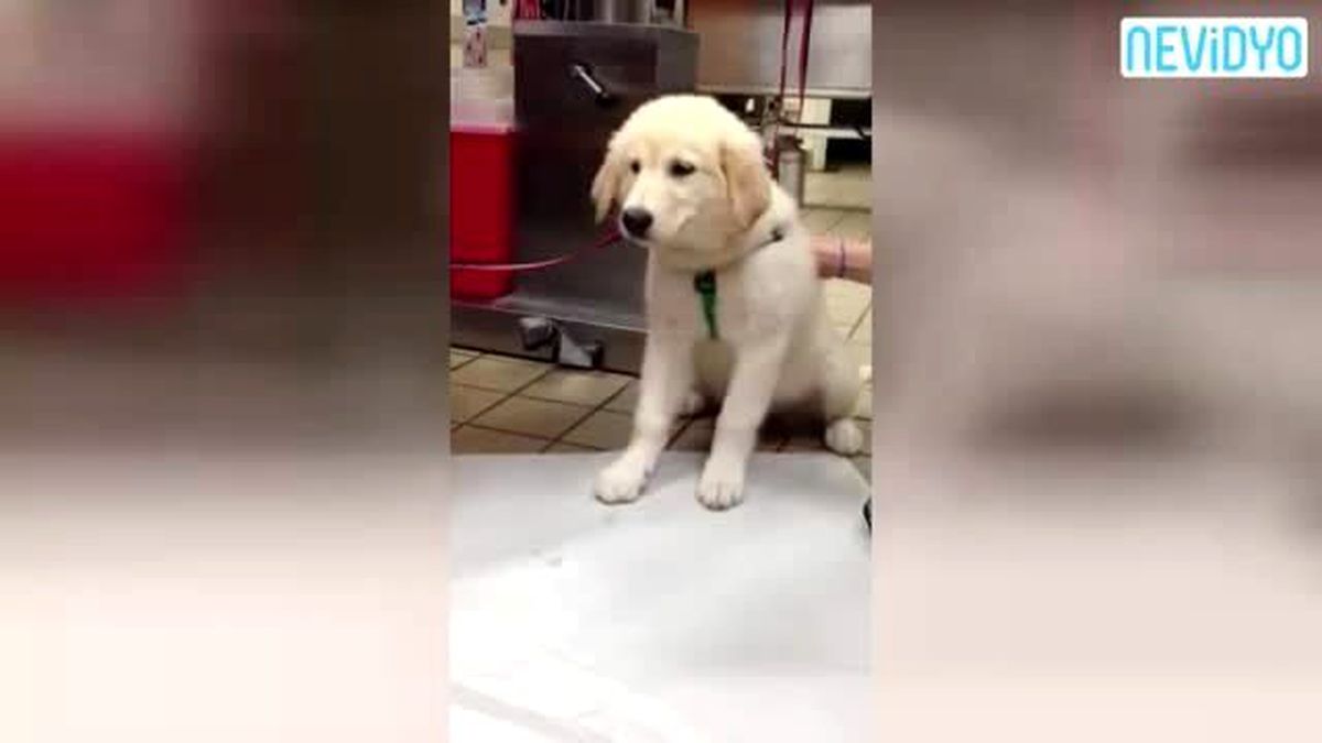 Midesinden Köpek Balığı Çıktı!