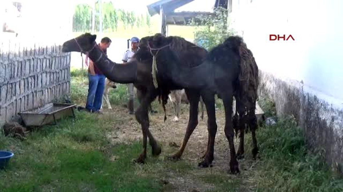 Sorgun Bozok Yaylası\'nda Yetiştirilen Develer Kurbanlık Olarak Satıldı