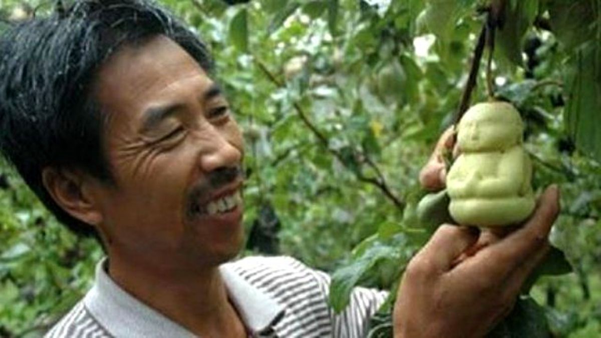 Yıllarca Uğraşıp Ürettiği Armutu Kimse Yemeye Cesaret Edemiyor